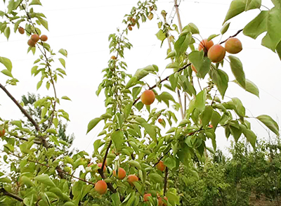 汝州推薦生態(tài)農(nóng)莊哪家好