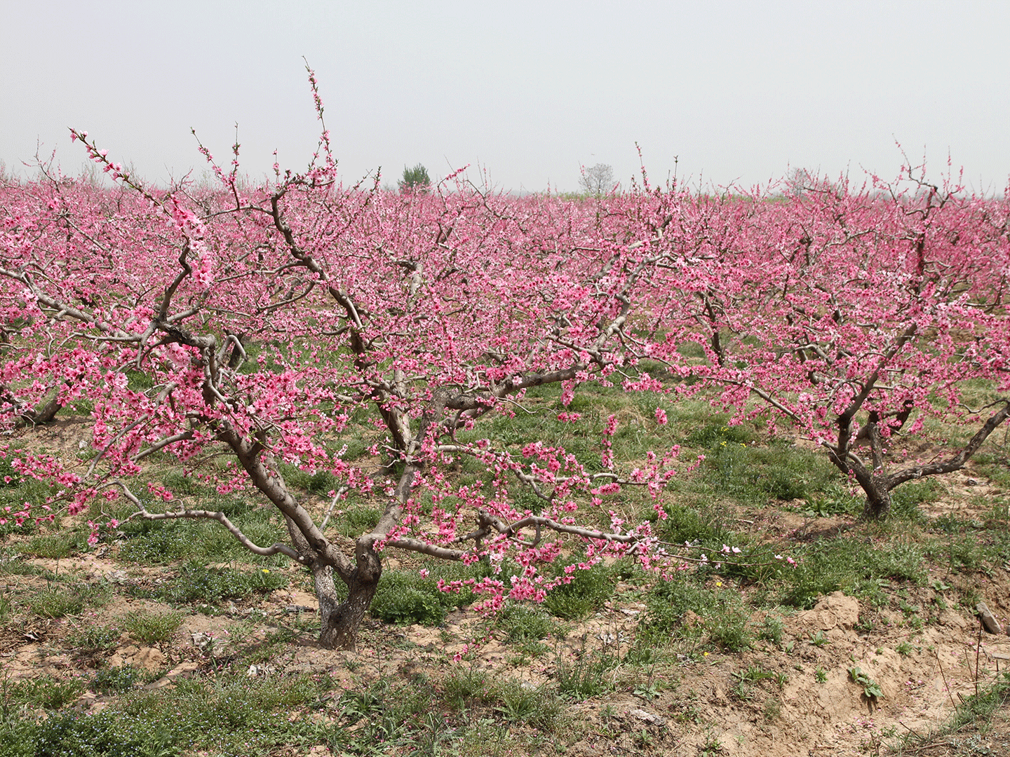 農莊桃園